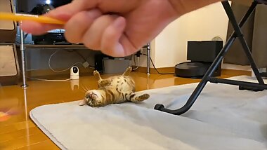 A Pussy Gets very Excited when her Favorite Toy is Brought out ........