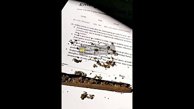 Smoke a Blunt and get Horny, now myTT Friend wants Backshots